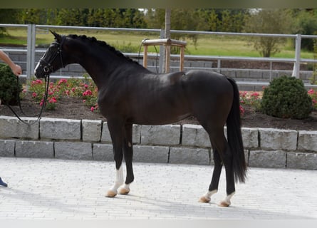 Trakehner, Hengst, 6 Jaar, 167 cm, Zwartbruin