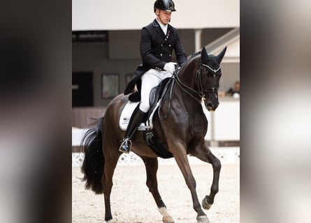 Trakehner, Hongre, 16 Ans, Noir