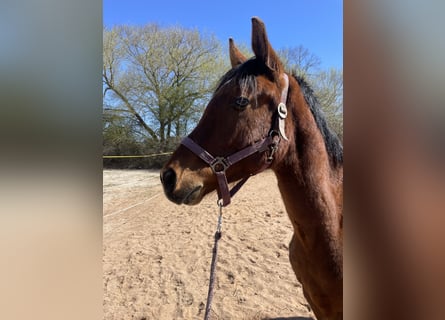 Trakehner, Hongre, 2 Ans, 163 cm, Bai