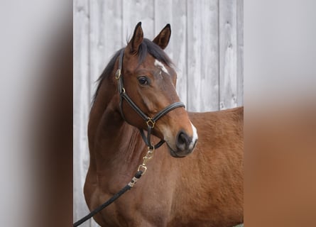 Trakehner, Hongre, 2 Ans, 164 cm, Bai