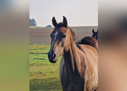 Trakehner, Hongre, 3 Ans, 161 cm, Gris