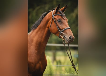 Trakehner, Hongre, 3 Ans, 165 cm, Bai