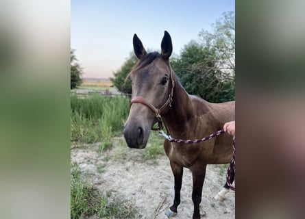 Trakehner, Hongre, 3 Ans, 165 cm, Buckskin