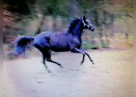 Trakehner, Hongre, 3 Ans, 165 cm, Noir