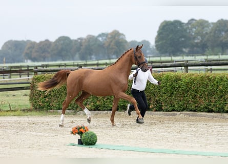 Trakehner, Hongre, 3 Ans, 167 cm, Alezan