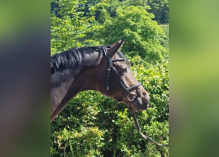 Trakehner, Hongre, 3 Ans, 168 cm, Bai