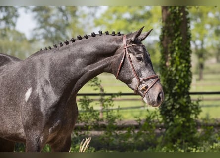 Trakehner, Hongre, 3 Ans, 169 cm, Gris noir