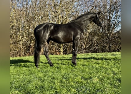 Trakehner, Hongre, 3 Ans, 169 cm, Noir