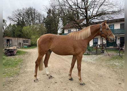Trakehner, Hongre, 3 Ans, 170 cm, Alezan