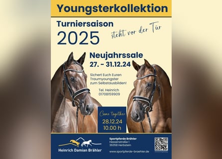 Trakehner, Hongre, 3 Ans, 172 cm, Bai