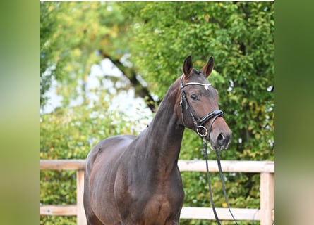 Trakehner, Hongre, 3 Ans, 173 cm, Bai