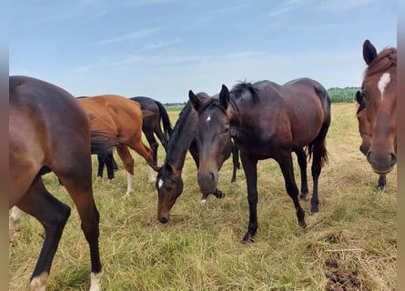 Trakehner, Hongre, 3 Ans, Bai brun
