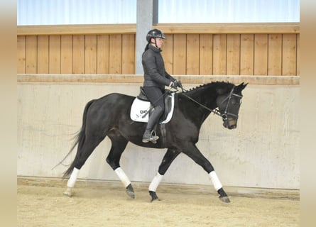 Trakehner, Hongre, 4 Ans, 164 cm, Bai brun foncé