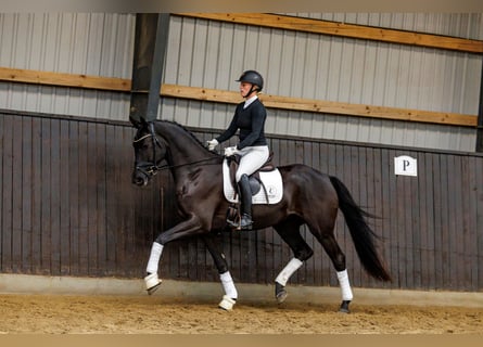 Trakehner, Hongre, 4 Ans, 166 cm, Noir