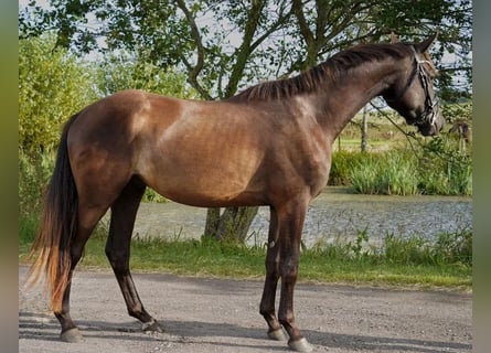 Trakehner, Hongre, 4 Ans, 168 cm, Bai