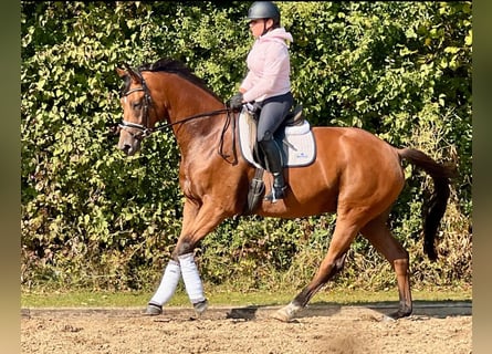 Trakehner, Hongre, 4 Ans, 168 cm, Bai