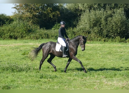 Trakehner, Hongre, 4 Ans, 168 cm, Gris noir