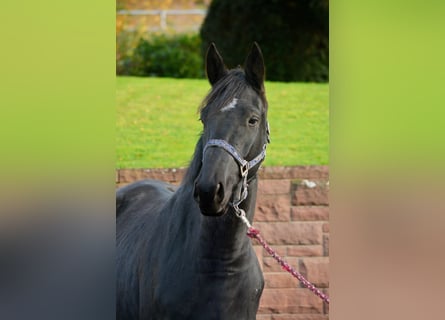 Trakehner, Hongre, 4 Ans, 168 cm, Noir