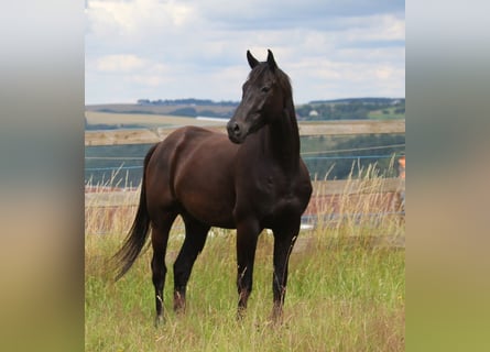 Trakehner, Hongre, 4 Ans, 170 cm, Bai brun