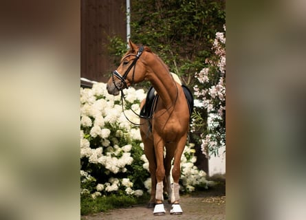 Trakehner, Hongre, 4 Ans, 171 cm, Alezan
