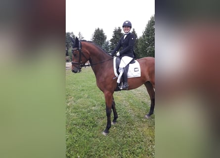 Trakehner, Hongre, 4 Ans, 177 cm, Bai