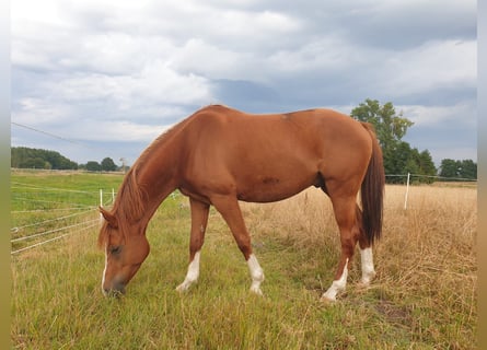 Trakehner, Hongre, 5 Ans, 160 cm, Alezan