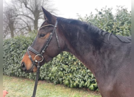 Trakehner, Hongre, 5 Ans, 164 cm, Bai