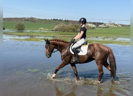 Trakehner, Hongre, 5 Ans, 166 cm, Alezan brûlé