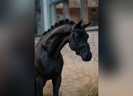 Trakehner, Hongre, 5 Ans, 166 cm, Noir