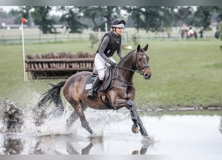 Trakehner, Hongre, 5 Ans, 167 cm, Bai brun