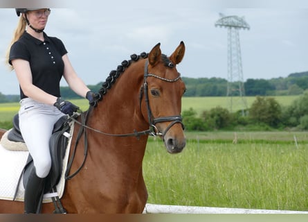 Trakehner, Hongre, 5 Ans, 167 cm, Bai