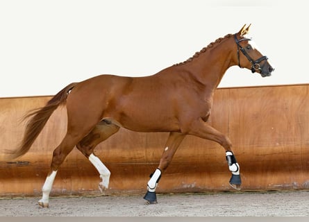 Trakehner, Hongre, 5 Ans, 168 cm, Alezan