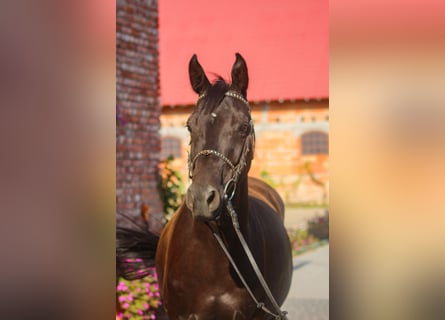 Trakehner, Hongre, 5 Ans, 168 cm, Noir