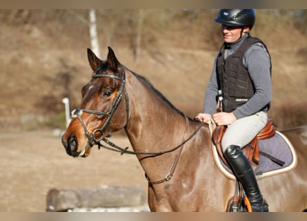 Trakehner, Hongre, 5 Ans, 170 cm, Bai
