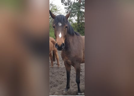 Trakehner, Hongre, 6 Ans, 162 cm, Bai