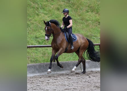 Trakehner, Hongre, 6 Ans, 173 cm, Bai brun
