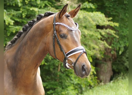 Trakehner, Hongre, 6 Ans, 173 cm, Bai