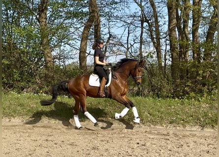 Trakehner, Hongre, 6 Ans, 175 cm, Bai