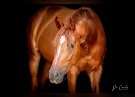 Trakehner, Hongre, 7 Ans, 161 cm, Alezan