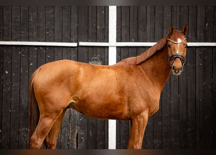 Trakehner, Hongre, 7 Ans, 164 cm, Alezan