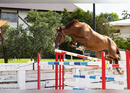 Trakehner, Hongre, 7 Ans, 166 cm, Alezan brûlé