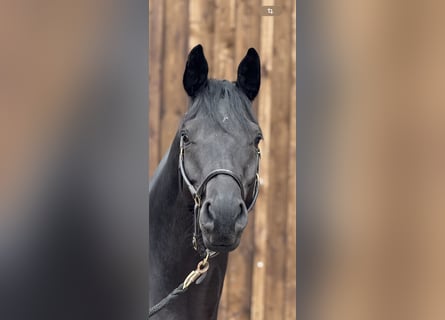 Trakehner, Hongre, 7 Ans, 169 cm, Noir