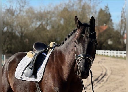 Trakehner, Hongre, 7 Ans, 174 cm, Noir