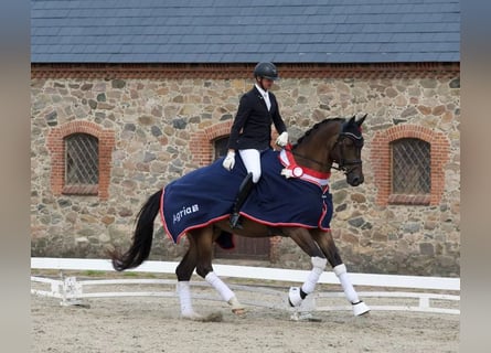 Trakehner, Hongre, 7 Ans, 176 cm, Bai