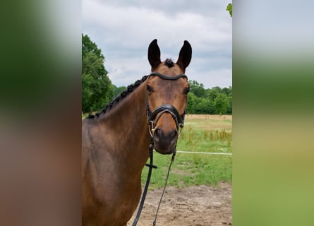 Trakehner, Hongre, 8 Ans, 165 cm, Bai