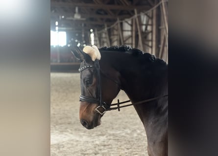 Trakehner, Hongre, 8 Ans, 168 cm, Bai brun