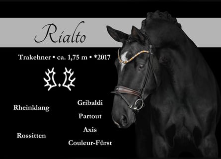 Trakehner, Hongre, 8 Ans, 175 cm, Bai brun foncé
