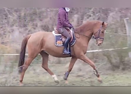 Trakehner, Hongre, 9 Ans, 167 cm, Alezan