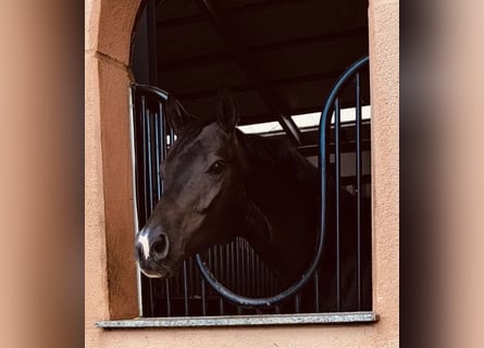 Trakehner, Hongre, 9 Ans, 167 cm, Bai brun