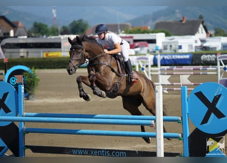 Trakehner, Hongre, 9 Ans, 170 cm, Bai brun